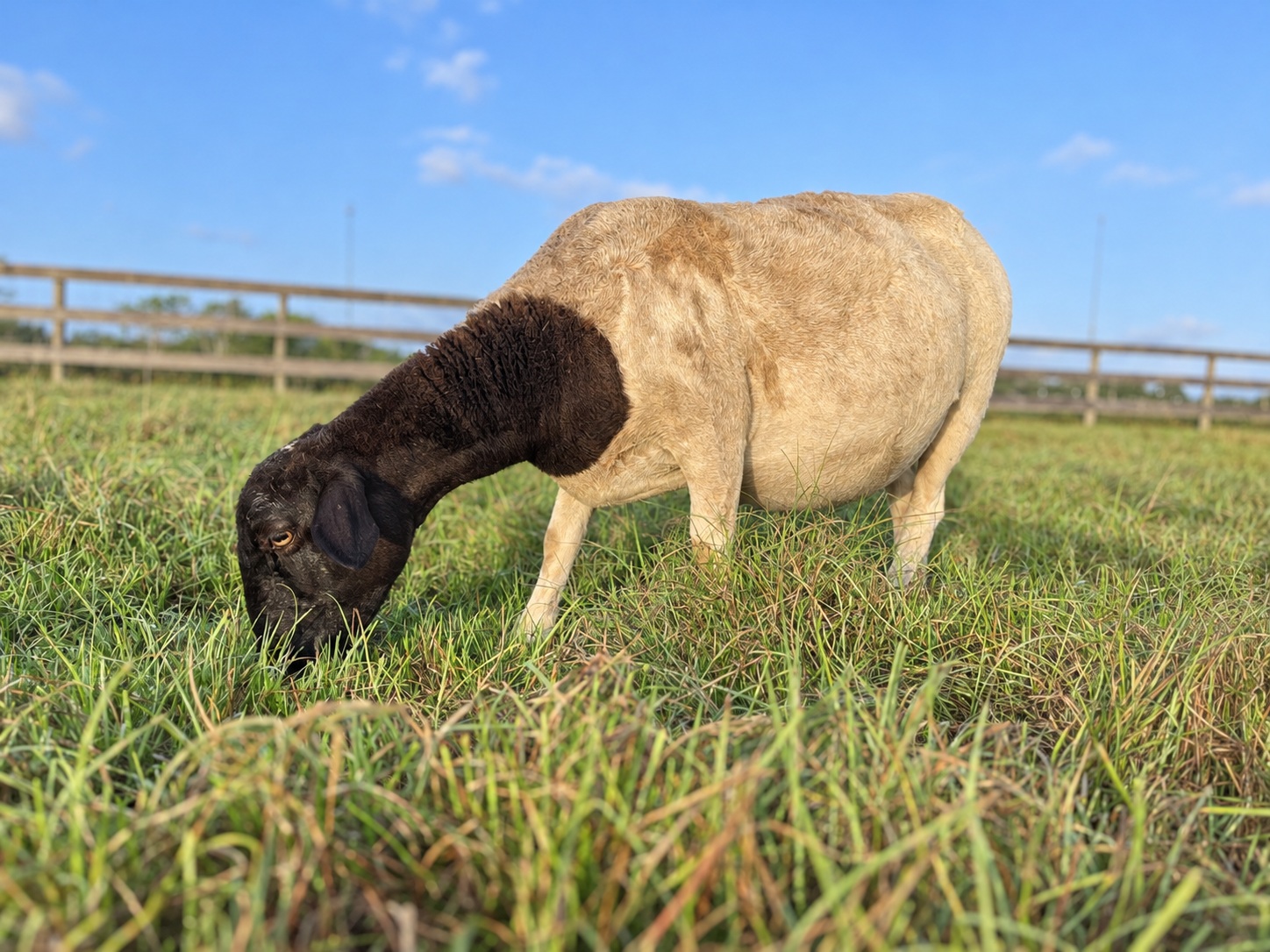 A black-headed sheep grazing in a pasture at Homeplace Harvest.